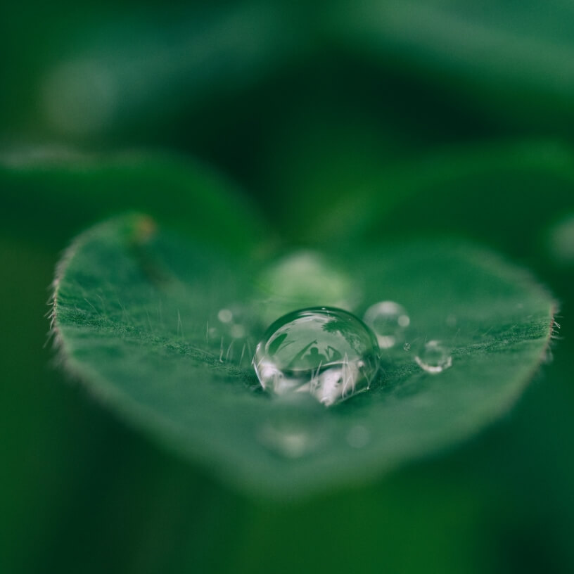 Close-up of a bead of water sitting on a leaf.