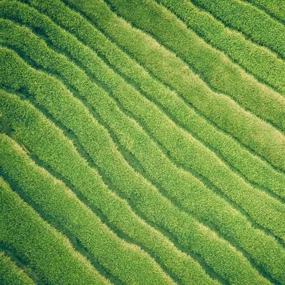 Close-up of a green field.